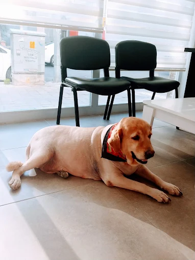 Söke Pet Veteriner Kliniği bekleme salonunda Labrador