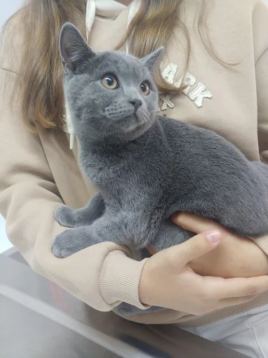Söke Pet Veteriner Kliniği'nde British Shorthair kedi