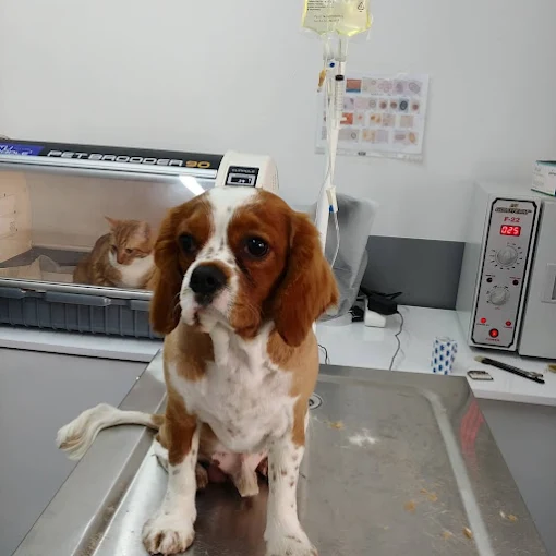 Söke Pet Veteriner Kliniği'nde Cavalier köpek muayenesi