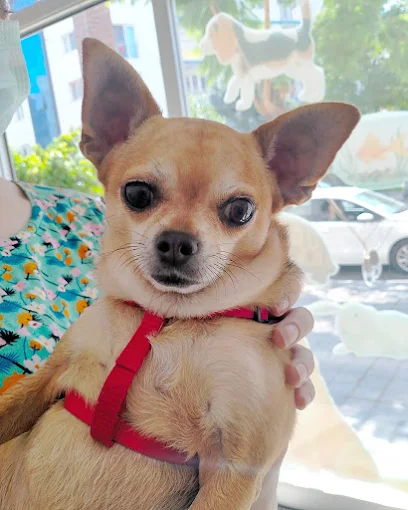 Söke veteriner kliniğinde Chihuahua