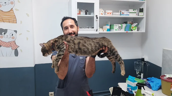 Söke Pet Veteriner Kliniği'nde veteriner hekim ve tekir kedi