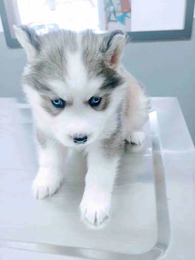 Söke veteriner kliniğinde Husky yavrusu