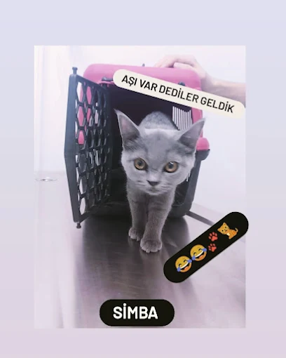 Söke Pet Veteriner Kliniği'ne aşı için gelen yavru kedi Simba