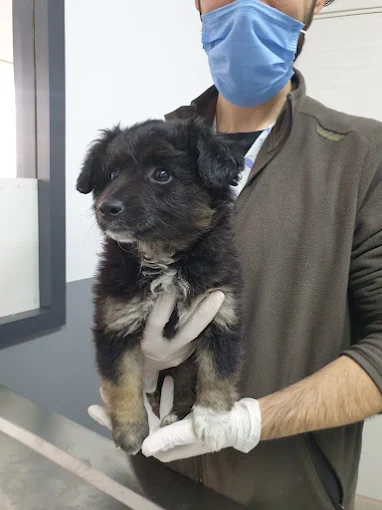 Söke veteriner kliniğinde yavru köpek tedavisi