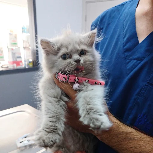 Söke veteriner kliniğinde pembe tasmalı yavru kedi